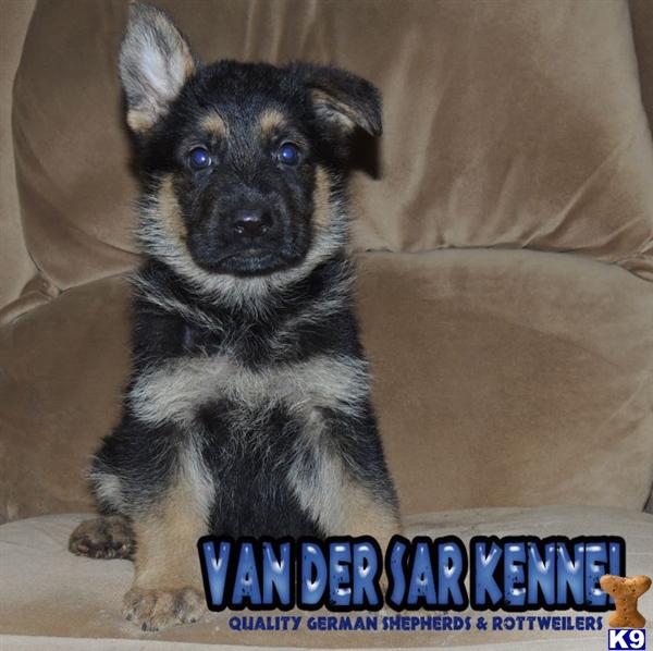 German Shepherd Puppies in FL